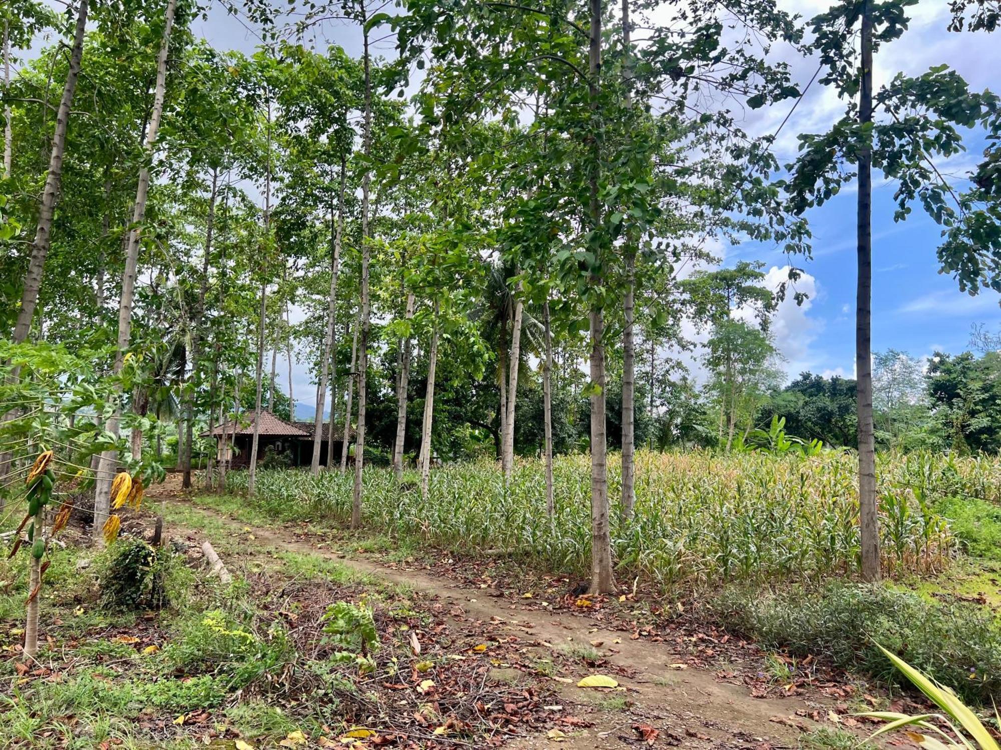 Pohon Purba Resort & Restaurant Labuhan Pandan Exterior foto